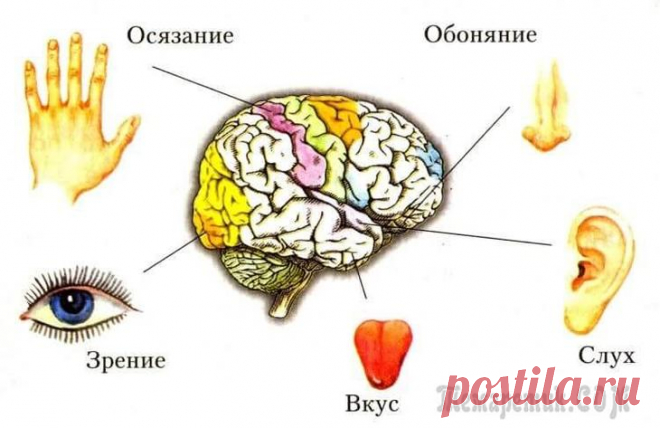 9 удивительных защитных функций организма человека