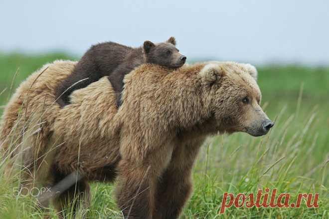 30 забавных снимков медвежат с любящими матерями