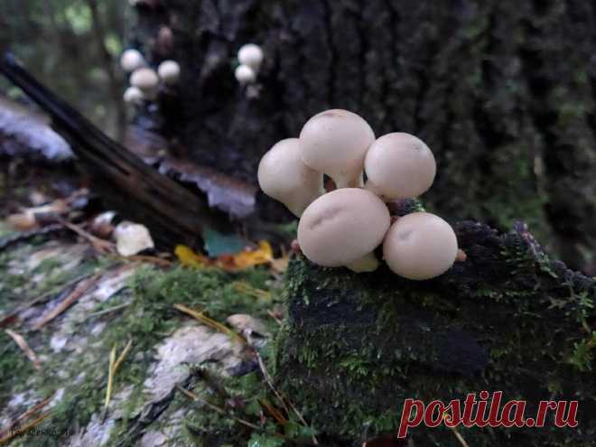 5 недооценëнных грибов, которые в России повсюду: их не собирают, а зря | Природа Северо-Запада | Яндекс Дзен