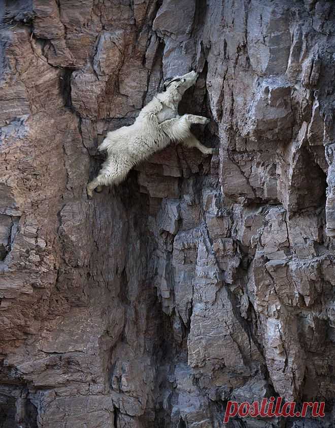 Удивительные фотографии горных козлов | Кому за пятьдесят