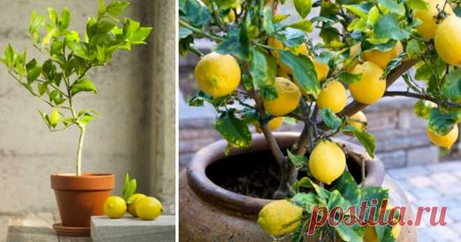 Получите большое количество лимонов, используя только 1 семя
