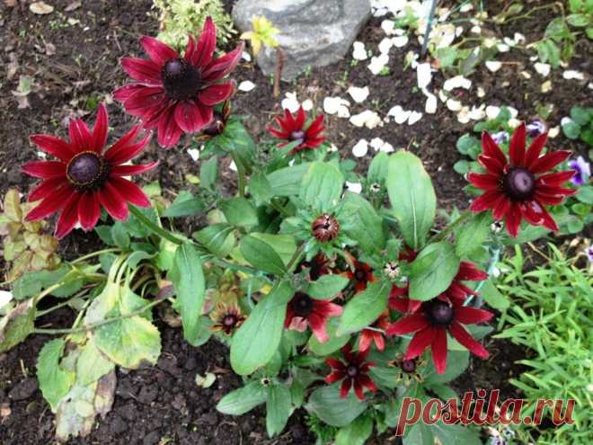 Рудбекия: Топ-9 разных сортов и видов этого красивого цветка