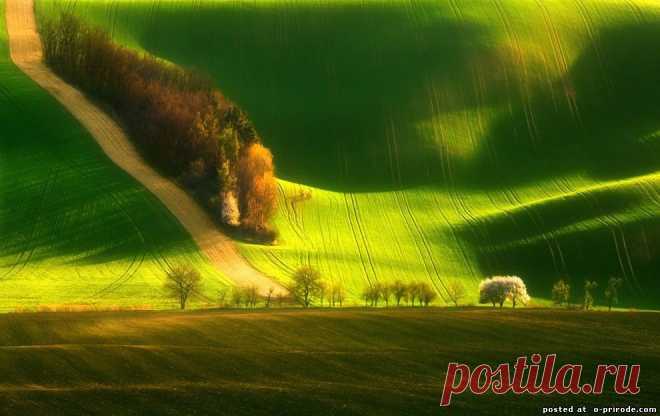 Зеленые поля в Моравии.