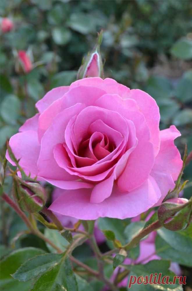 Pacific Glory: Floribunda | Roses