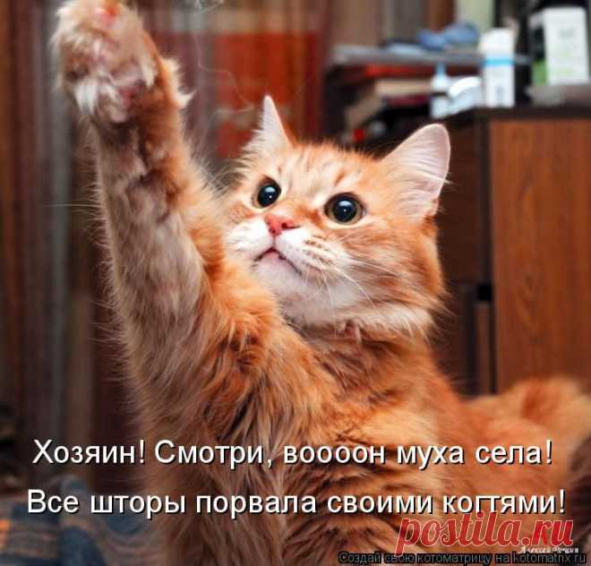 Котоматрица: Лучшие за всё время