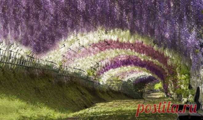 Япония, туннель Вистерия из цветущих деревьев в садах Кавачи Фудзи в Китакюсю