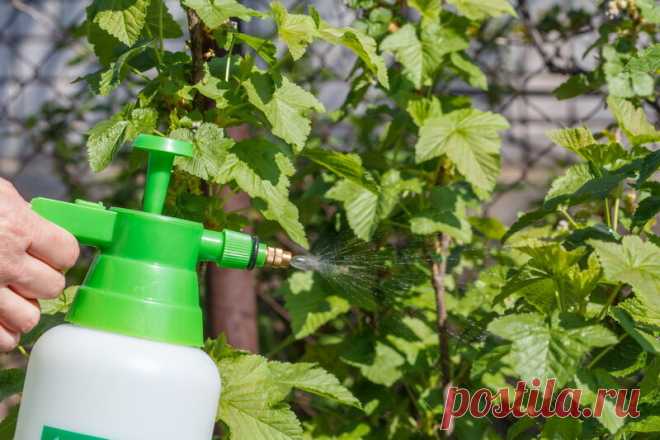 Лечите смородину содой, чтобы забыть о болезнях растения | Огородные шпаргалки | Яндекс Дзен