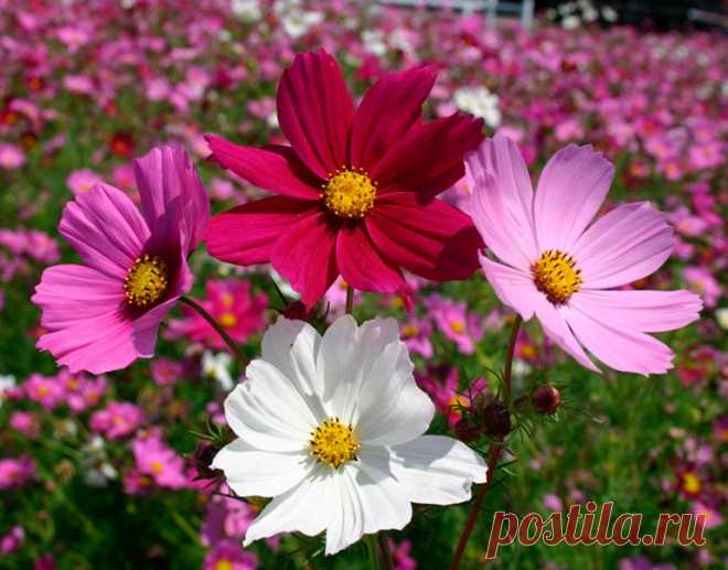 Космея дваждыперистая (Cosmos bipinnatus) — описание, выращивание, фото