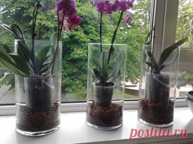 Как правильно выращивать орхидеи - Эни, бени, люки, паки... — LiveJournal
