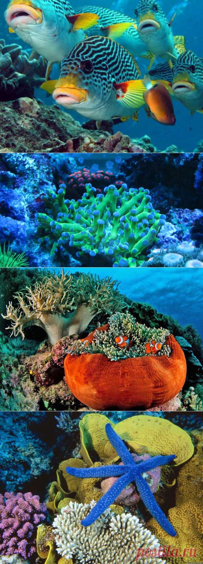 (+1) тема - Большой Барьерный риф | ТУРИЗМ И ОТДЫХ