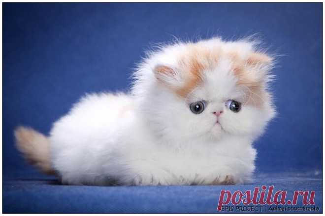 Alfenloch Himalayan and Persian kittens, Ontario, Canada