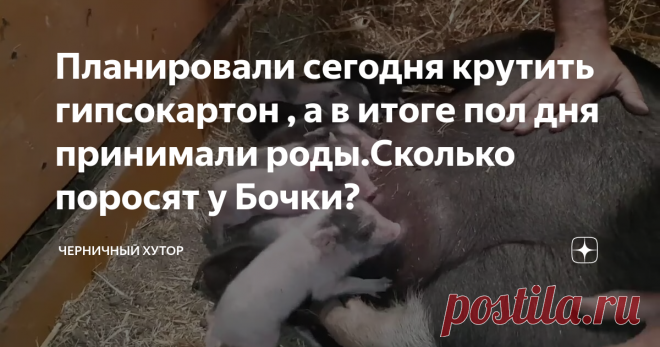 Планировали сегодня крутить гипсокартон , а в итоге пол дня принимали роды.Сколько поросят у Бочки?