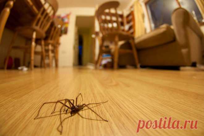 Как избавиться от пауков в доме (безопасные методы) &raquo; Женский Мир