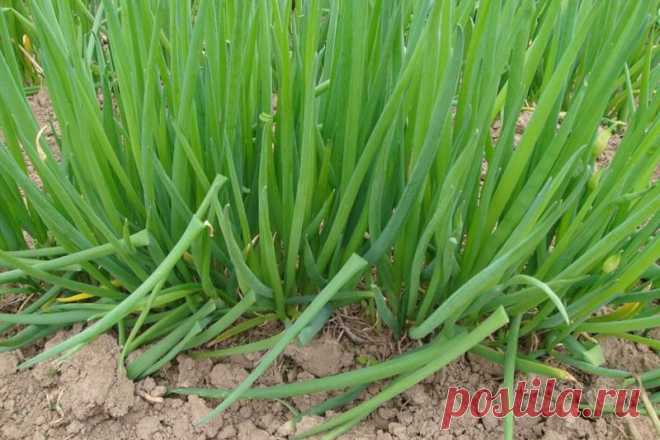 Сорта лука для выращивания зелени — 6 соток