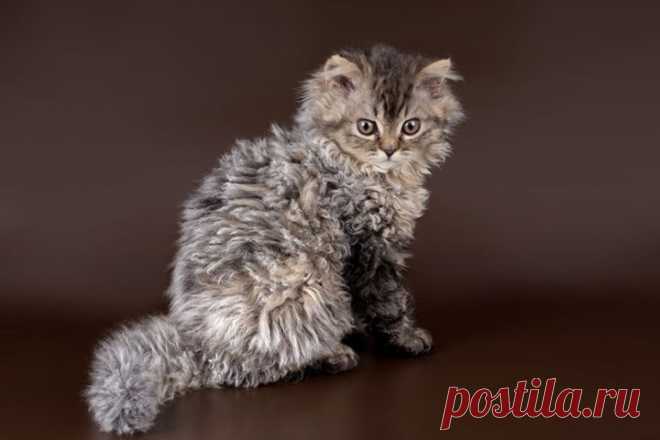 Самые необычные породы кошек | Леди Mail.Ru