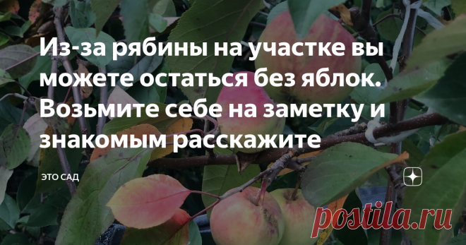 Из-за рябины на участке вы можете остаться без яблок. Возьмите себе на заметку и знакомым расскажите Наверное, вы сейчас спросите: каким образом яблоки зависят от рябины?
Рассказываю. У нас соседка не так давно (пару лет назад) посадила у своего дома симпатичную небольшую рябинку. Красивая, конечно, особенно когда на ней краснеют ягоды.
За это время она подросла и превратилась в красивое деревце, ходим все любуемся.
Фото автора