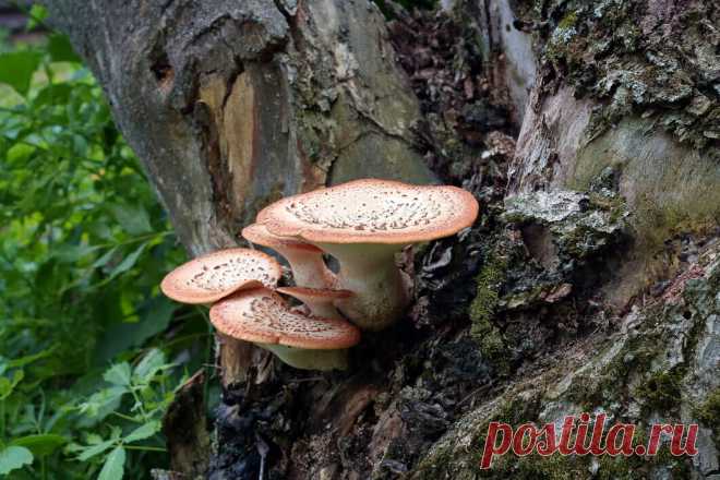 Какие грибы можно найти сейчас в лесу. Делимся подборкой и полезными приложениями | МТС/Медиа | Дзен