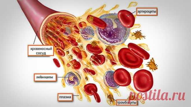 9 показателей крови, которые расскажут всё о здоровье