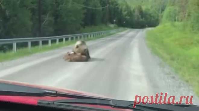 Он выходил лосёнка после нападения медведя