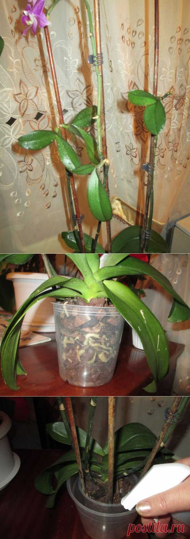 Что делать если сохнут корни орхидеи фаленопсис.