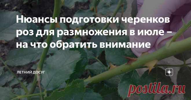 Нюансы подготовки черенков роз для размножения в июле – на что обратить внимание Июль месяц является одним из лучших периодов времени, когда стоит заняться размножением роз. Ведь в это время можно найти множество побегов, которые будут годны для размножения. И в то же время до зимы еще достаточно времени, чтобы черенки могли укорениться.