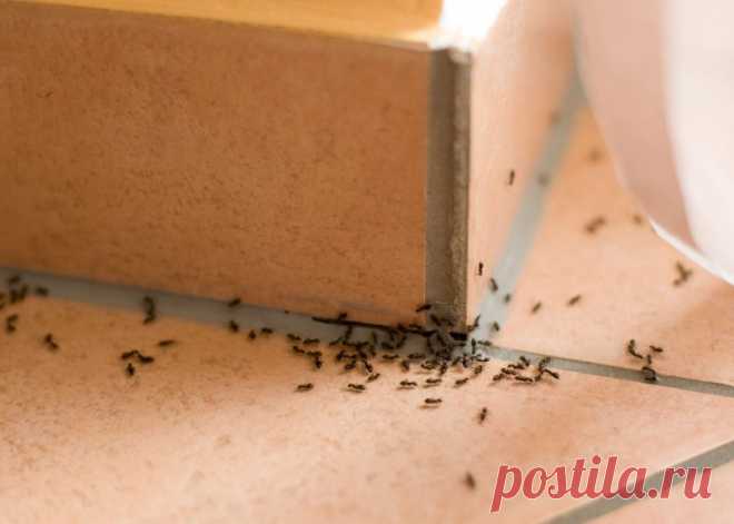 Как быстро и навсегда избавиться от муравьев в доме Начало весенне-летнего сезона сопровождается резким потеплением вместе с которым в квартирах и домах появляются муравьи. Небольшие насекомые превращаются в настоящую проблему. Они быстро размножаются и оккупируют территорию. Возникает вопрос: как избавится от муравьев, которые в вашей квартире чувст
