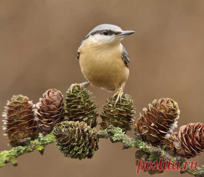 Nuthatch,Redditch,Worc's,UK. Explore wildshotsbyclive's photos on Flickr. wildshotsbyclive has uploaded 902 photos to Flickr.