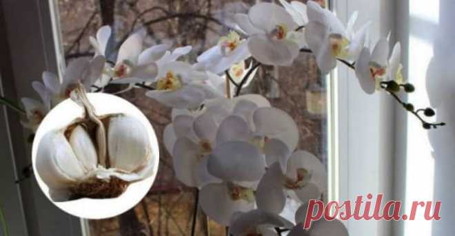 Чеснок — спасение для орхидей! Через месяц мой фаленопсис выпустил несколько цветоносов