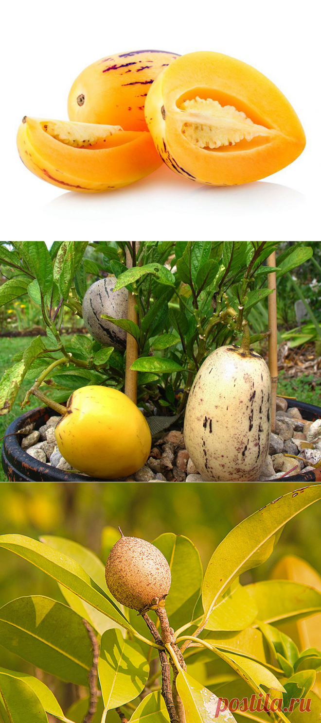 Пепино, или Дынная груша | Секреты выращивания комнатных растений