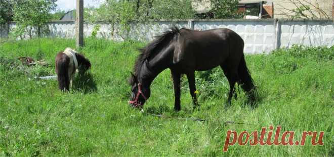 Сколько надо денег в месяц на содержание лошади в деревне | Интересно о лошадях | Яндекс Дзен