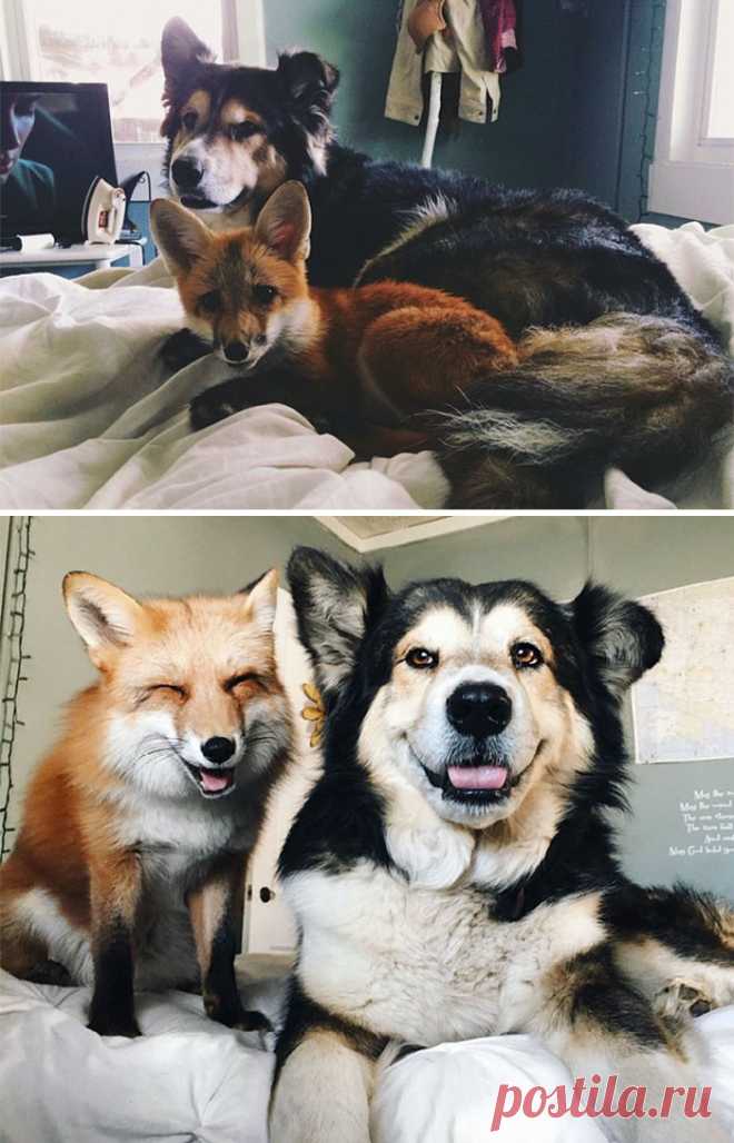 Фото животных, которые росли вместе