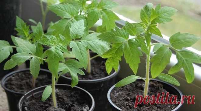 С моими подкормками рассада перца и томатов вырастает крепкая и здоровая | Домик окнами в сад | Яндекс Дзен