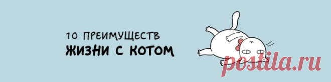 10 причин, почему вам совершенно необходим кот в доме