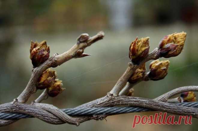 Когда открывать виноград после зимы: сроки, температура, правила, защита от весенних заморозков, фото, видео