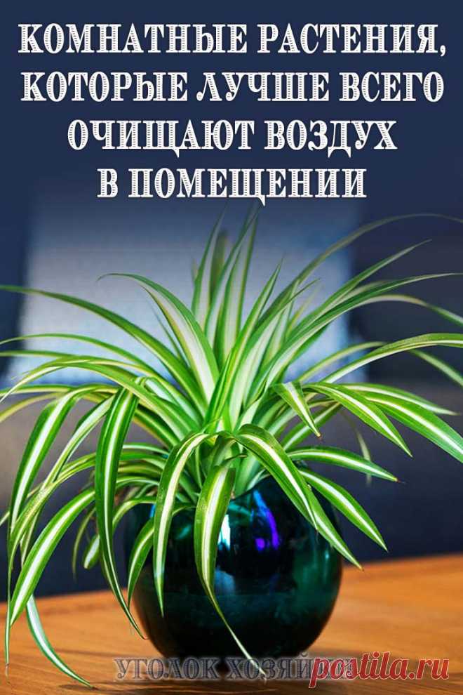 Ученые советуют: в помещении, где люди проводят много времени, надо иметь не менее трех комнатных растений.