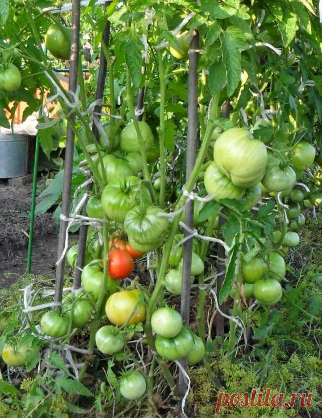Выращивание помидоров по два корня в лунке | 6 соток