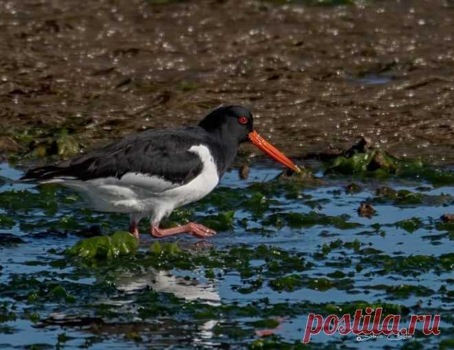 Ostraceiro (Haematopus ostralegus)