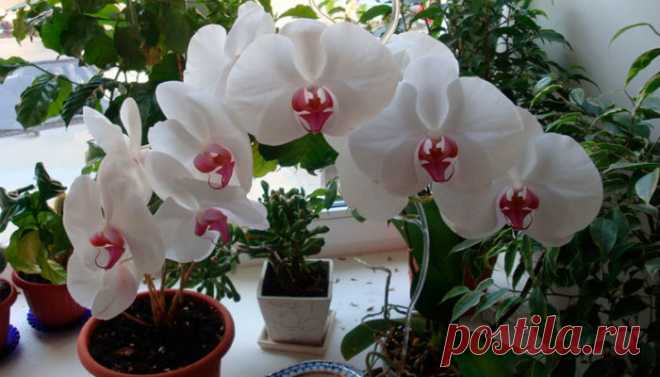 Где лучше всего разместить орхидеи - советы опытного садовода | цветник
