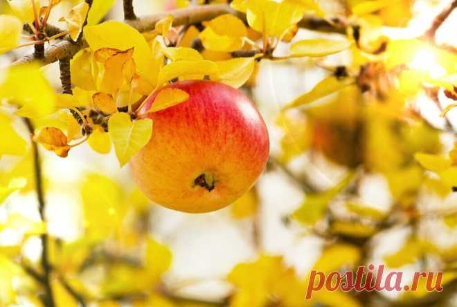 Уход за яблонями осенью: обрезка деревьев – самая нужная процедура!