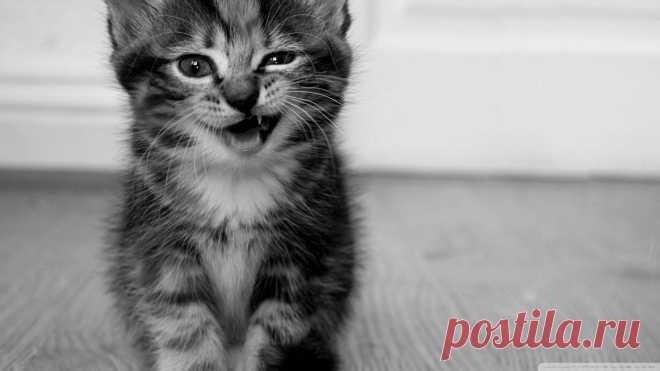 Funny Kitten Wallpaper - Bing