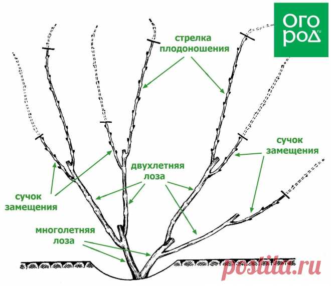 Письмо «Статья: Как правильно обрезать виноград – подробная инструкция для новичков» — Огород — Яндекс.Почта