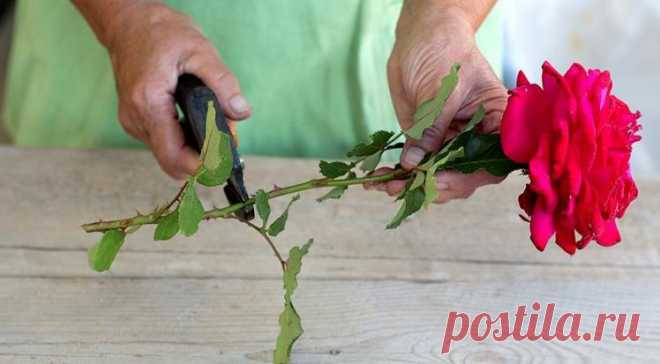 Как вырастить розу из черенка из букета в домашних условиях?