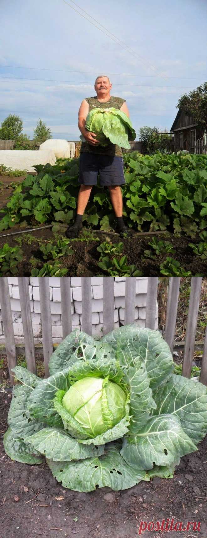 Как я получаю капусту без выращивания домашней рассады