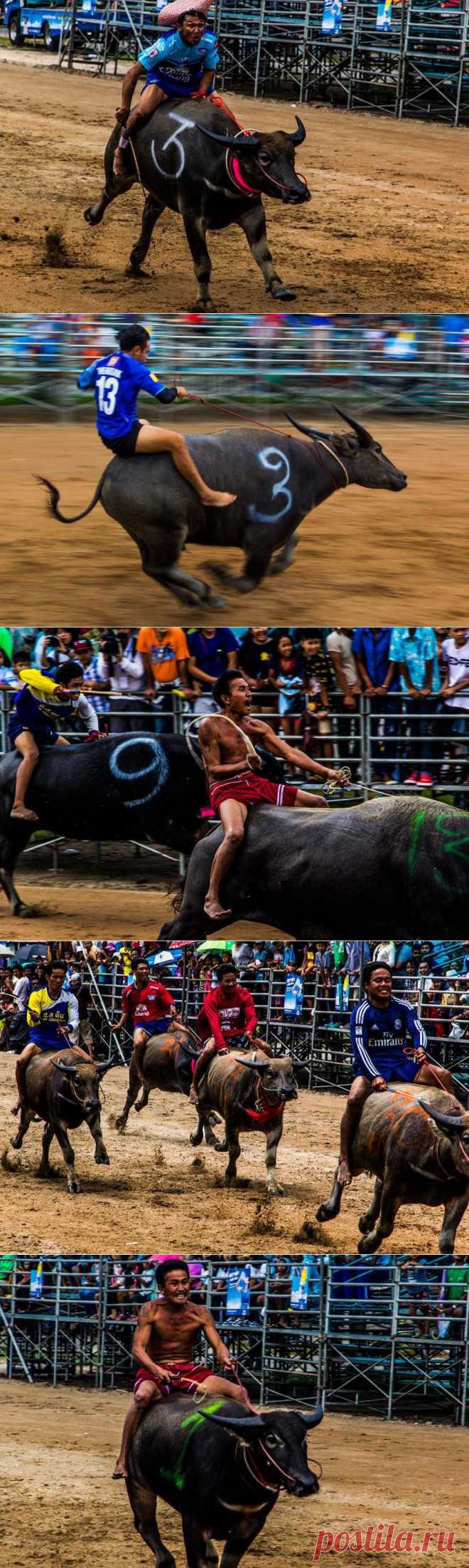 Гонки на быках в городе Чонбури. Фотопост | Достопримечательности Таиланда