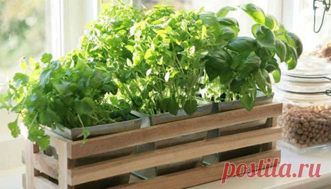 Как вырастить зелень на подоконнике | огород на окне