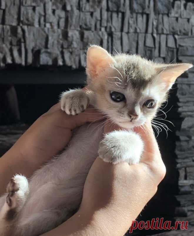 Котёнок сингапура купленный у цыганки вырос в кошку необыкновенной красоты | Котёнок сингапура стоит не дёшево, иной раз цены доходят до тридцати тысяч рублей. Но мне этот малыш достался всего за пятьсот рублей, так как я купила его у цыганки.