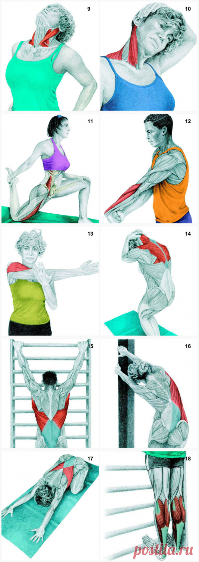 Как правильно растягивать мышцы.