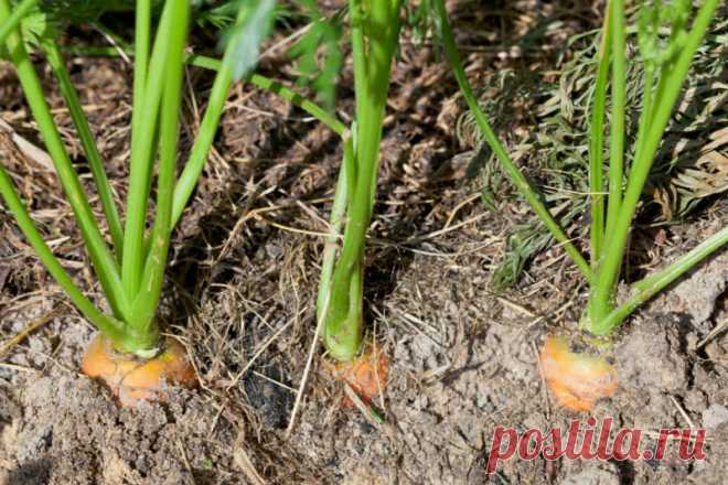 Как вырастить морковь на суглинке – 4 шага до хорошего урожая | О Фазенде. Загородная жизнь | Яндекс Дзен