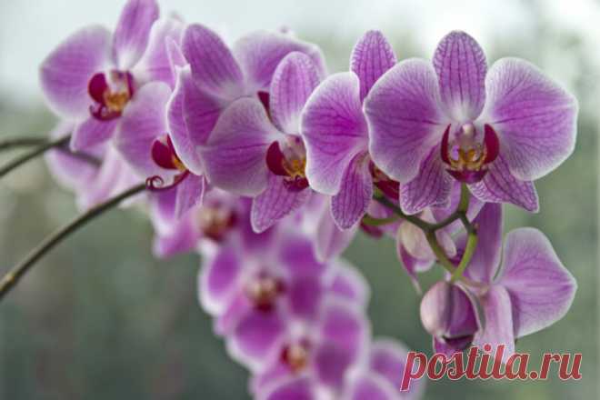 Как правильно обрезать орхидею после цветения | Идеальный огород | Яндекс Дзен