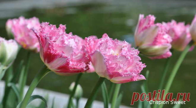 Август - самое время выбирать, какие сорта тюльпанов у вас будут цвести весной на Supersadovnik.ru